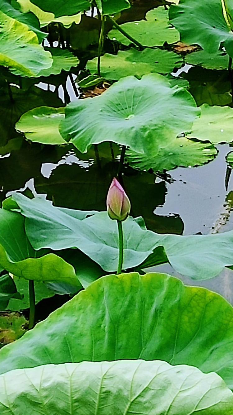 一池碧绿溢出塘 芙蓉仙子羞出场