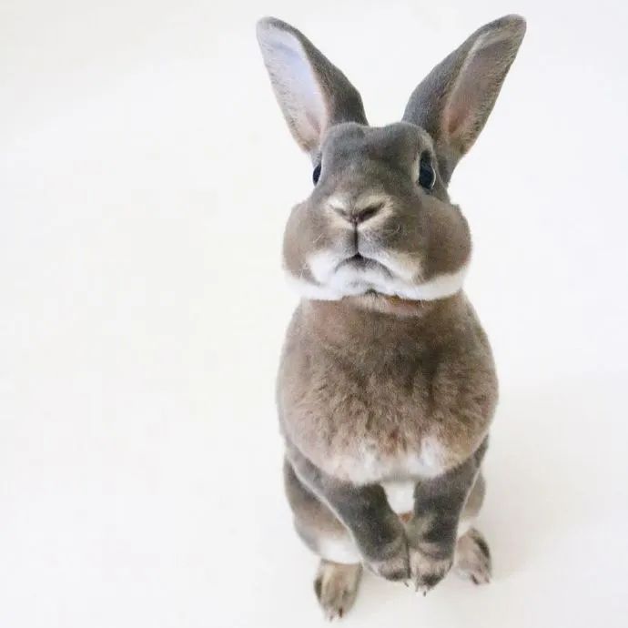 这兔兔好壮的感觉动作矫健一看就是练过的