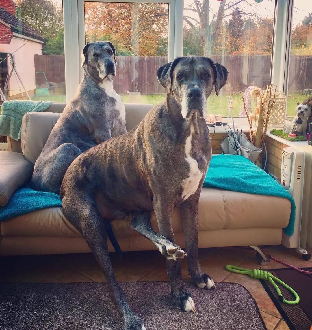 世界最大狗狗,一个月伙食费就4500元,最近它又破记录了.