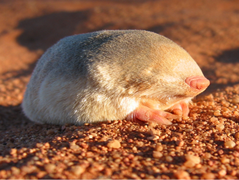 没有眼睛,这种可爱动物是如何在沙漠里找到方向的?|鼹鼠_新浪新闻