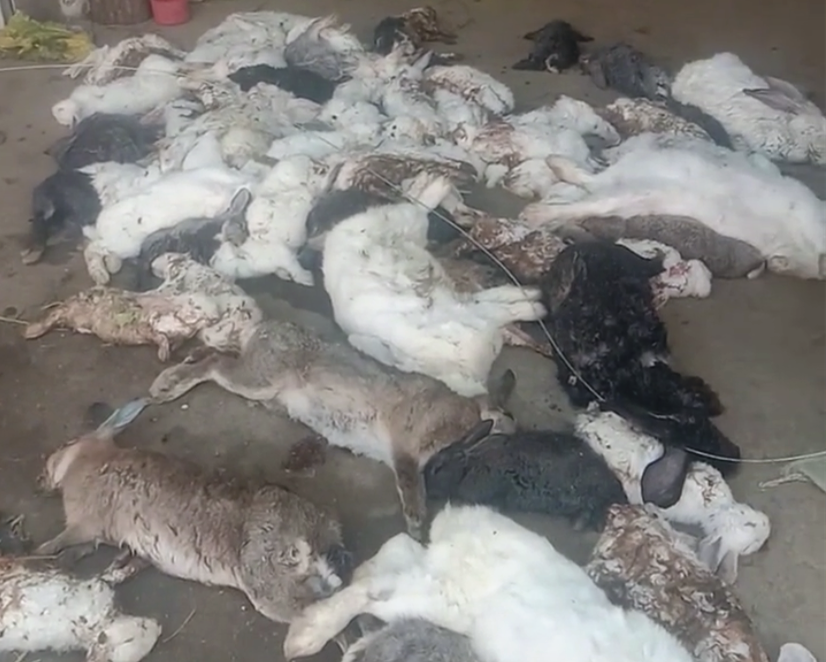 【拍客】4只野狗夜袭兔舍,58只兔子全部死亡,西吉一农妇欲哭无泪