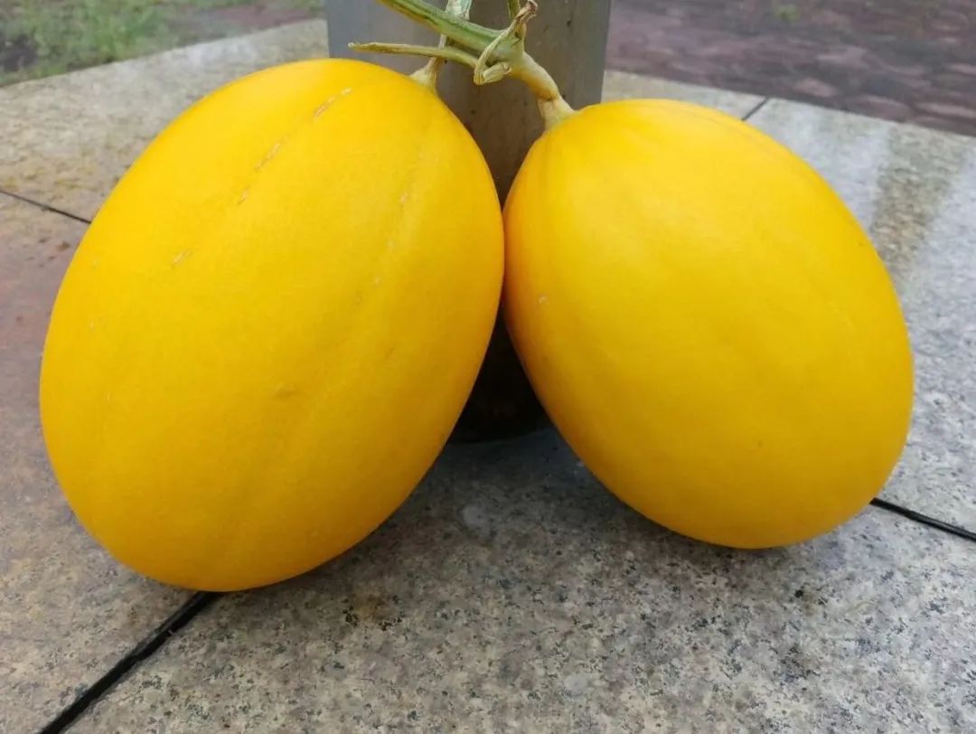 喝着牛奶长大,征服 200w 人的蜜瓜!到底有多好吃?