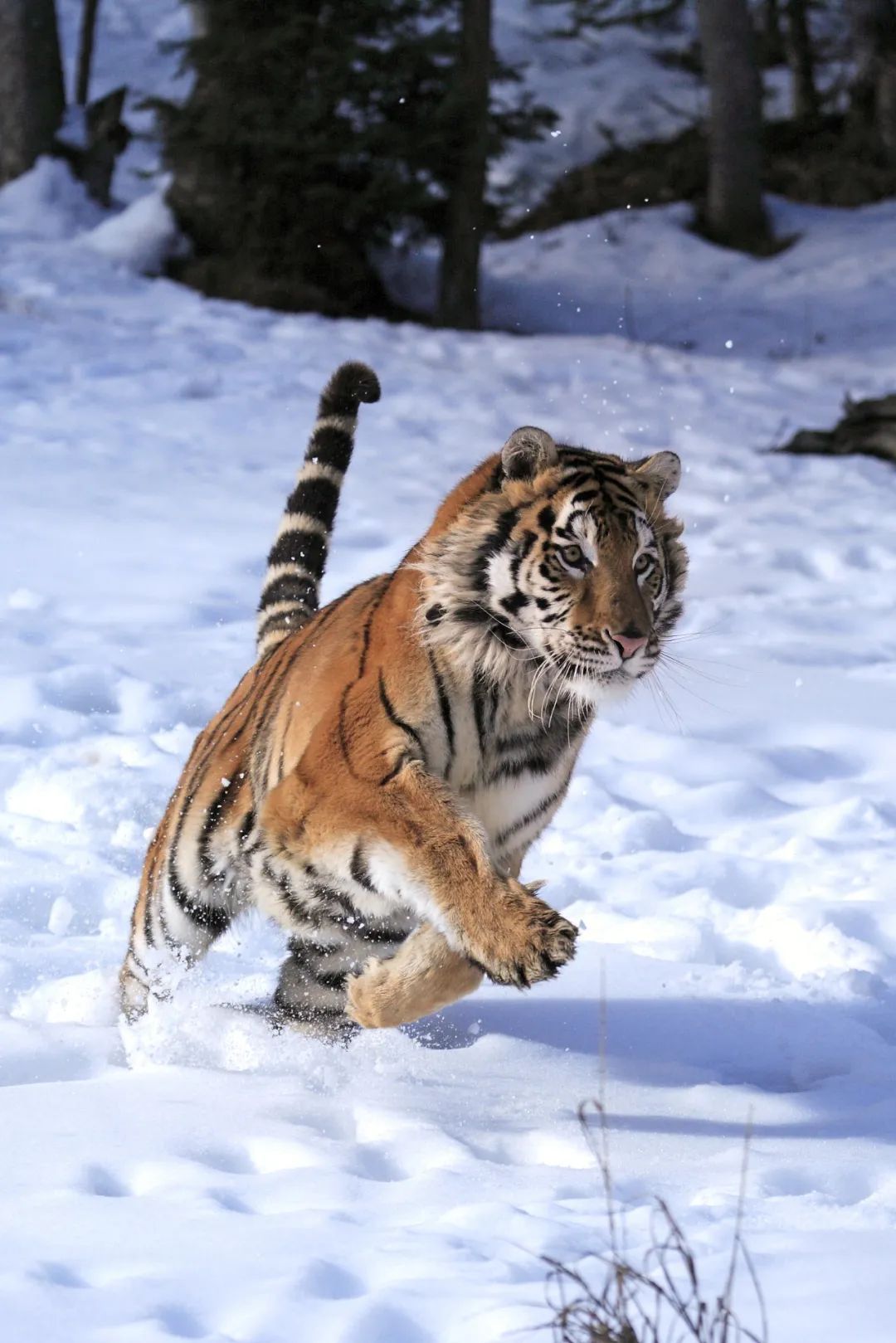 这本奇书,将助力中国的野生动物保护!