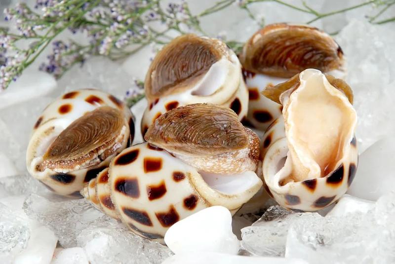 中国到底哪里的螺肉最好吃