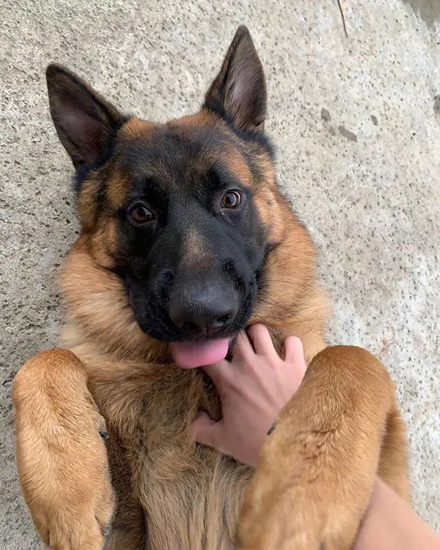 明明是个黑脸帅汪,可这只德牧硬是长成了一个嗲精!