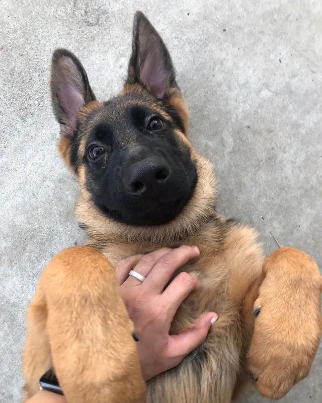 明明是个黑脸帅汪,可这只德牧硬是长成了一个嗲精!