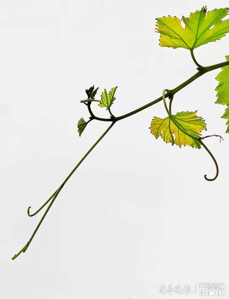 葡萄藤蔓奏出美丽音符