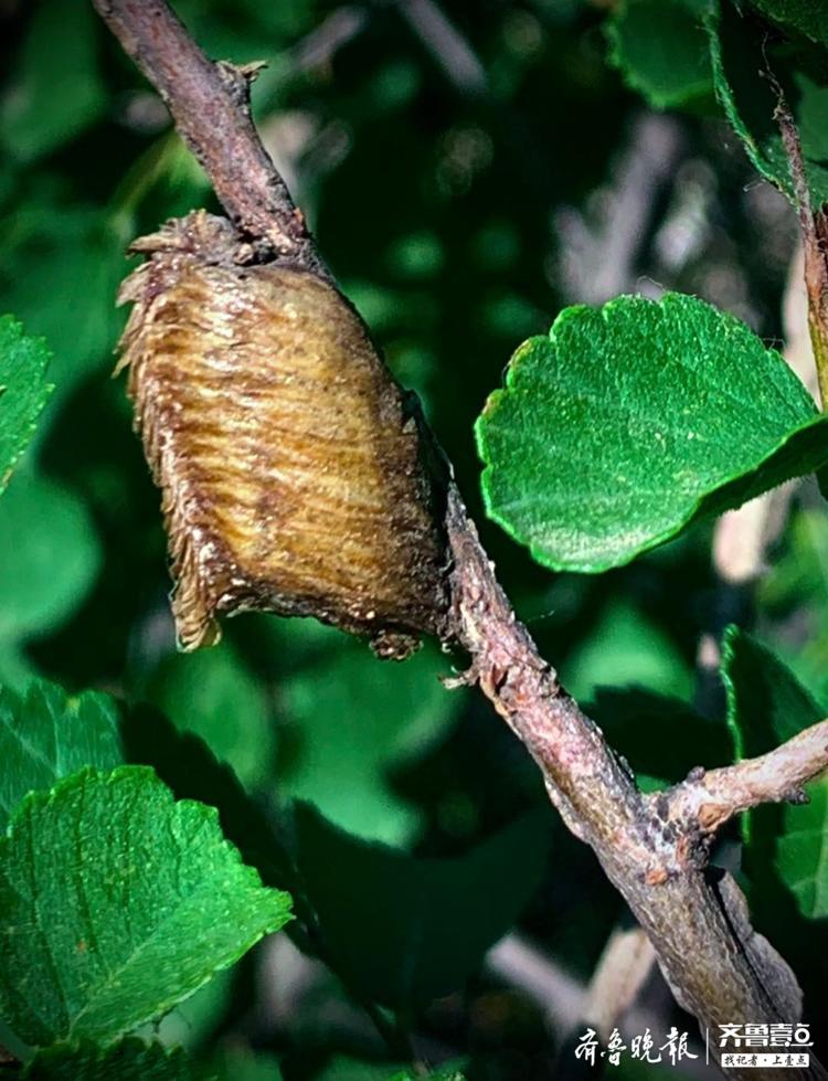 螳螂宝宝的小房子,你见过吗?