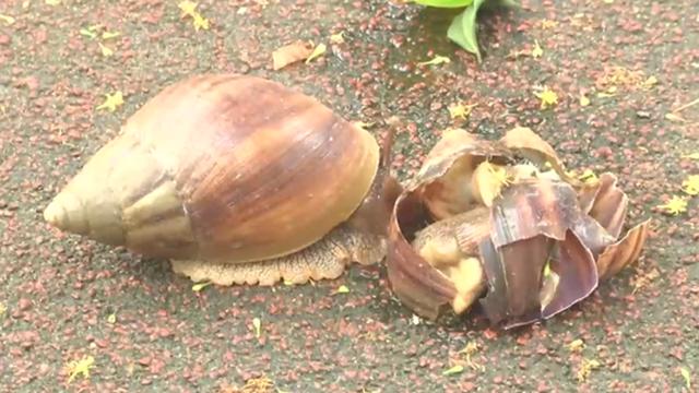 雨后看到这种蜗牛,千万别去碰……农药都杀不死