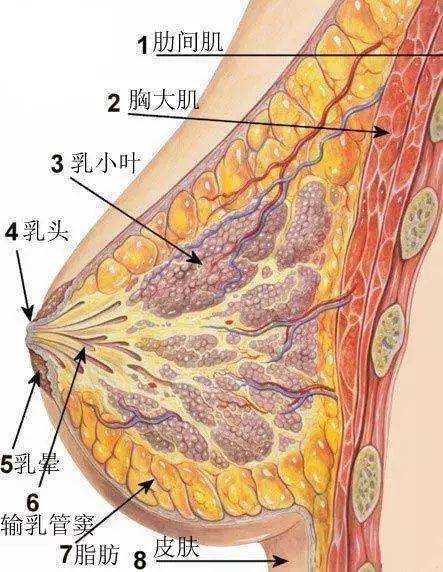 乳房由哪幾部分構成濟南乳腺病醫院專家帶來科學解答