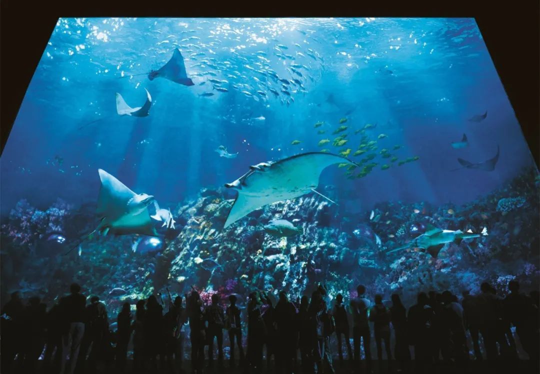 濒临破产的香港海洋公园重新开园了,但你还需要它吗?