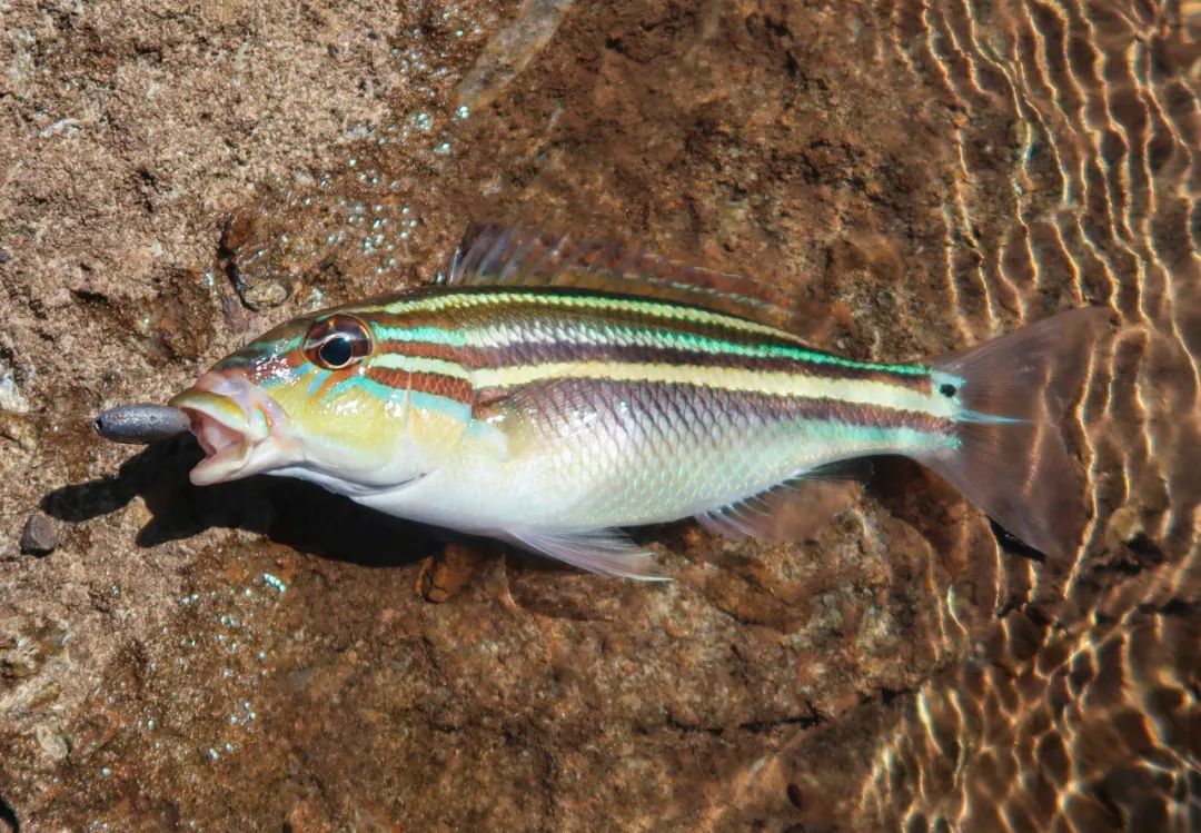 采访了300w粉丝的博主,我发现钓鱼的人都好生猛