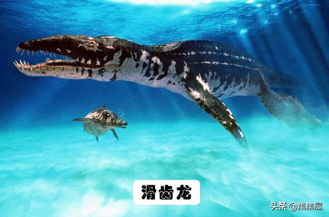 地球上存在着或存在过的10大海洋巨兽