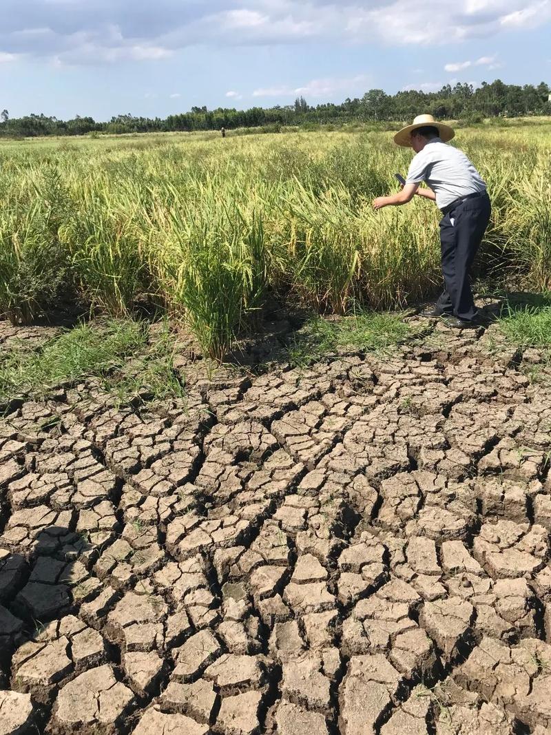 记者   文秋华  摄干旱多日雷州水利工程蓄水量  同比减少近一半