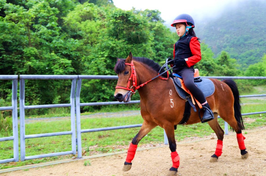 相约壮乡德保 探秘矮马王国