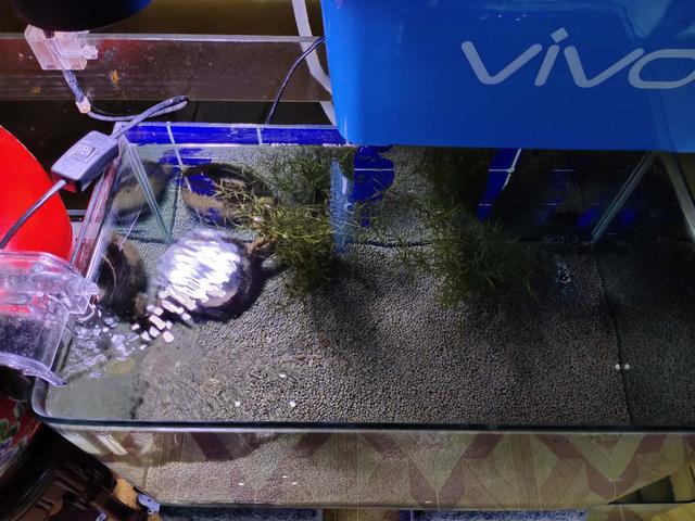 无过滤供氧,新开缸,半个月没加水,换水,为什么鱼缸水清鱼亮?