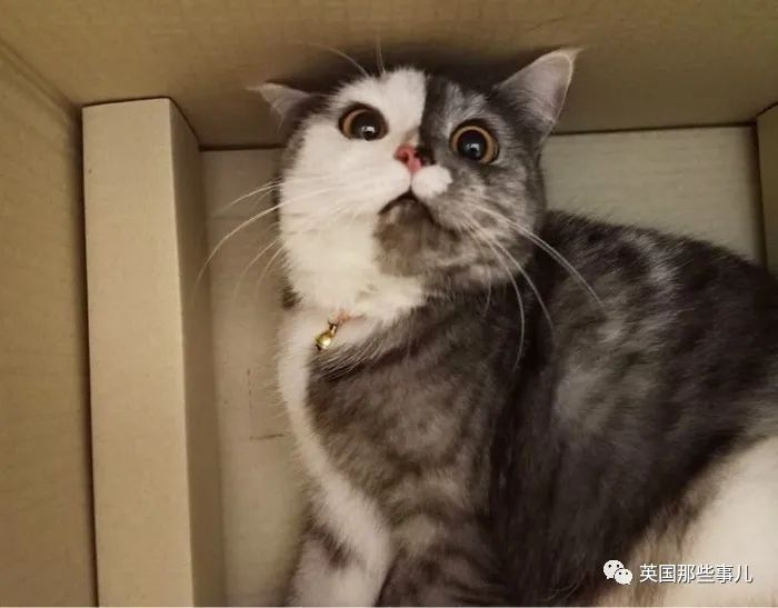 阴阳脸猫!半灰半白的小肉脸超萌,喵果然怎样都可爱