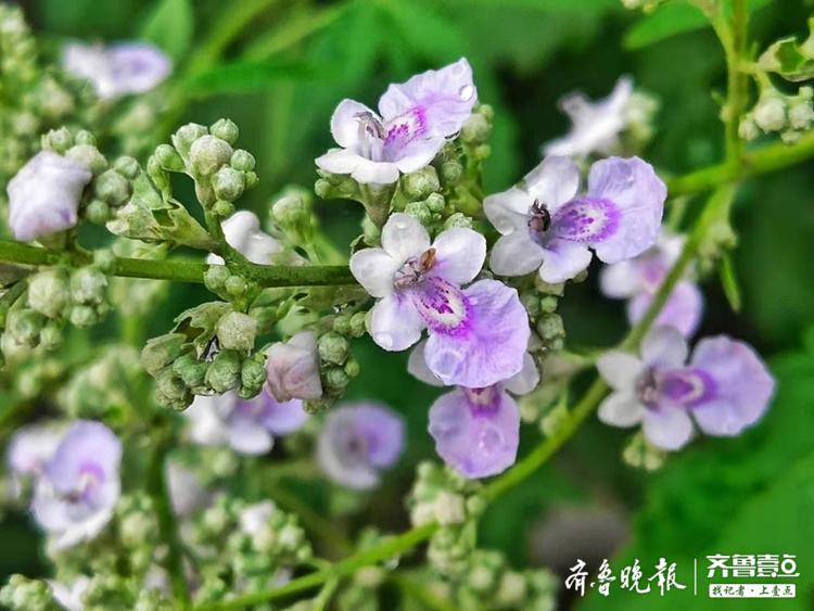 6月14日,邻居放在楼下的荆条盆景开花了.