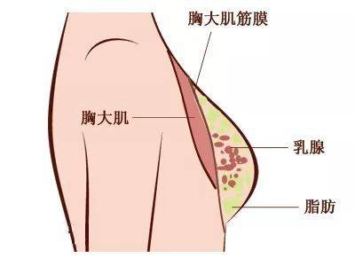 乳房由哪几部分构成济南乳腺病医院专家带来科学解答