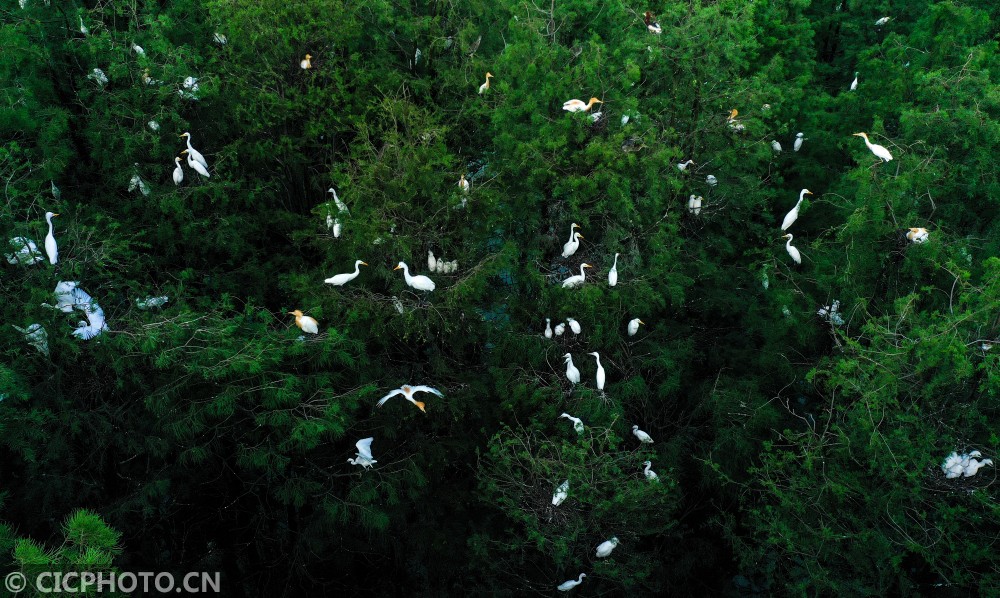 安徽庐江:水上森林 鸟儿天堂