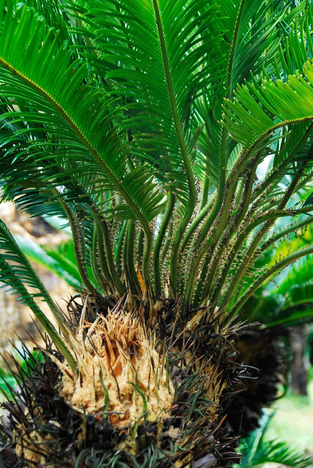 自然科普|来南宁,看千年铁树开花