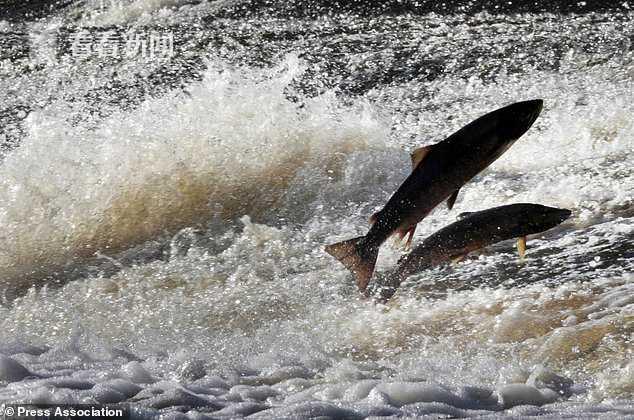 三文鱼进口暂停 外媒曝挪威三文鱼养殖“罪恶”：拥挤 还有溃疡鱼虱