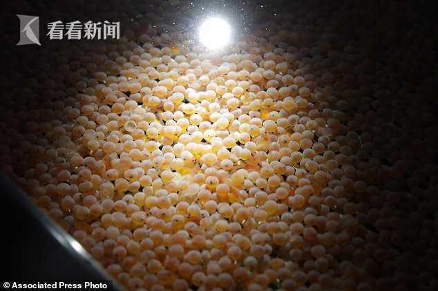 三文鱼进口暂停 外媒曝挪威三文鱼养殖“罪恶”：拥挤 还有溃疡鱼虱