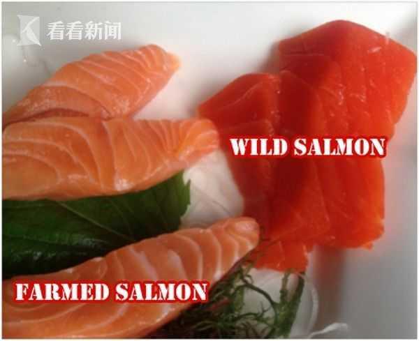 三文鱼进口暂停 外媒曝挪威三文鱼养殖“罪恶”：拥挤 还有溃疡鱼虱