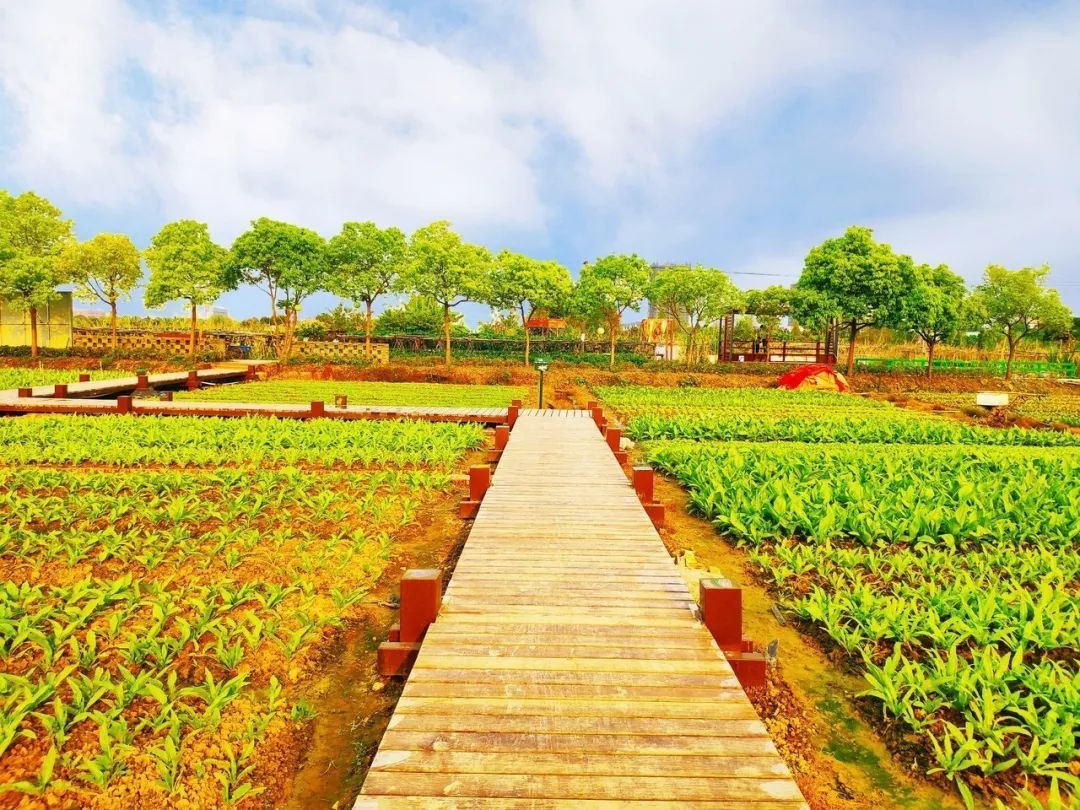 水稻,菜园,蔬果.来里水领略原生态风光,感受岭南水乡之美