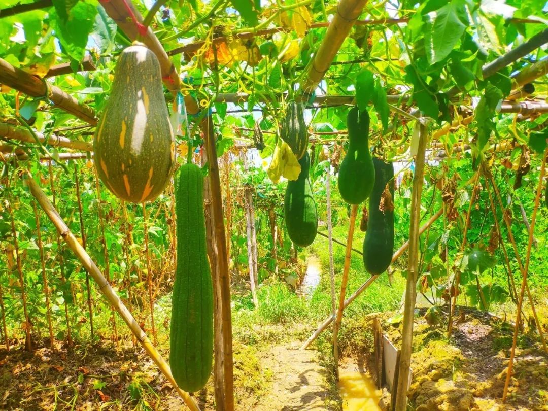 水稻,菜园,蔬果.来里水领略原生态风光,感受岭南水乡之美