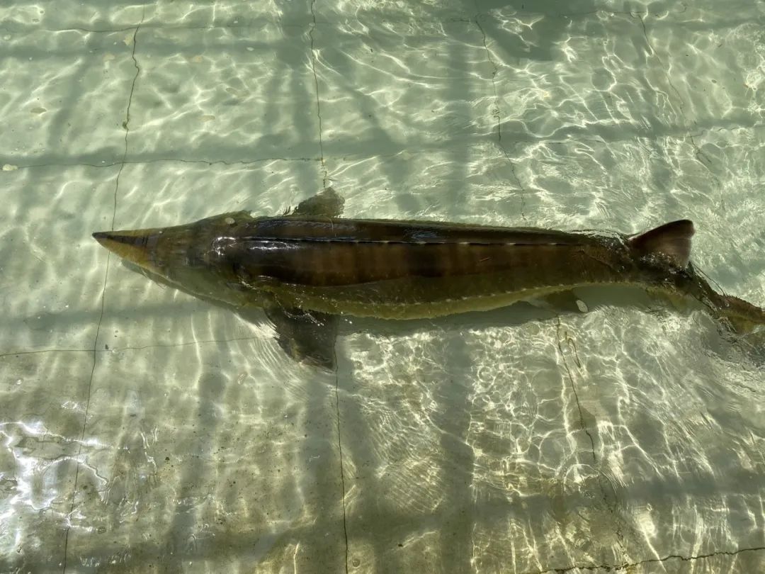鳇鱼学名达氏鳇,素有"水中活化石""水中熊猫"之称,是黑龙江流域的珍贵
