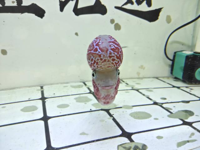 罗汉鱼的发色问题,主要是靠内在还是外在,人工诱色有用吗?