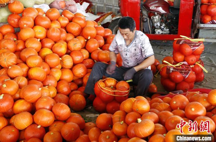 中新网探访北京蔬菜供应地山东寿光：菜量充足保持稳供