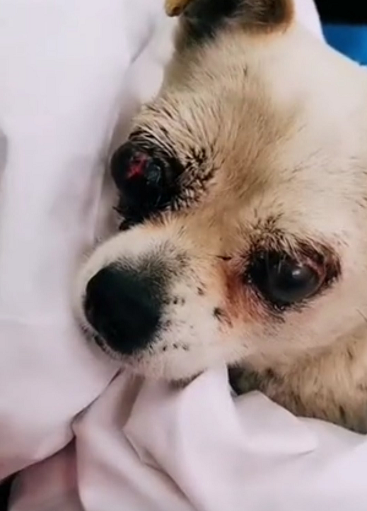 被虐打致双眼爆裂的小狗,靠吃垃圾生存,不停路边求人带它回家.