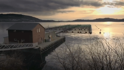 三文鱼进口暂停 外媒曝挪威三文鱼养殖“罪恶”：拥挤 还有溃疡鱼虱