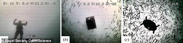 三文鱼进口暂停 外媒曝挪威三文鱼养殖“罪恶”：拥挤 还有溃疡鱼虱