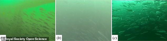 三文鱼进口暂停 外媒曝挪威三文鱼养殖“罪恶”：拥挤 还有溃疡鱼虱