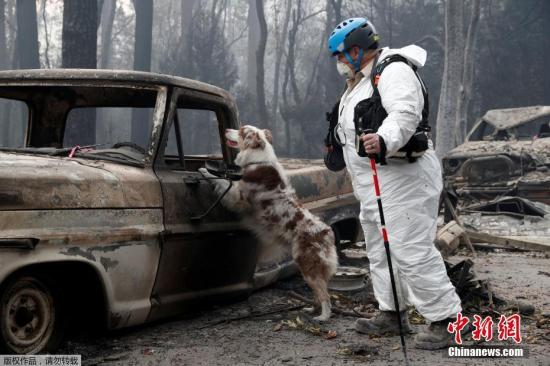 原料图:美国添州天国镇,做事人员和寻尸犬在被火销毁的社区追求人类遗骸。