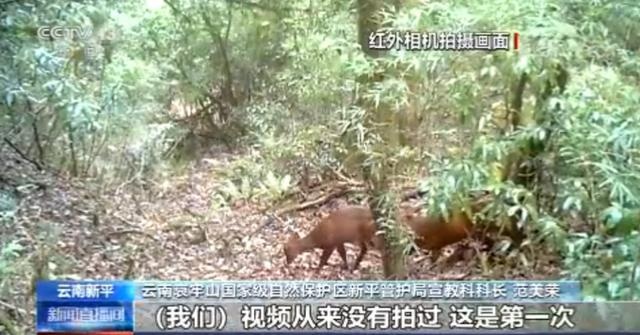 红外相机首次拍到猴子翻开石头找螃蟹吃,网友:第一只吃螃蟹的猴子?