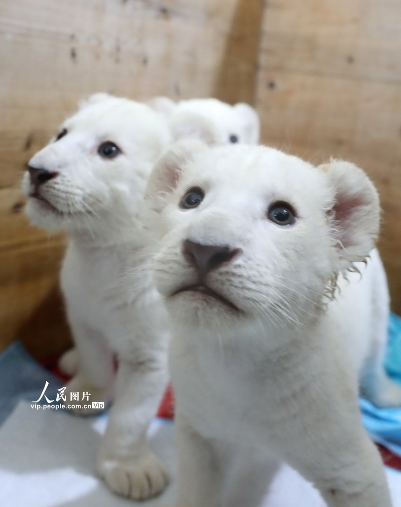 江苏南通:罕见四胞胎小白狮亮相