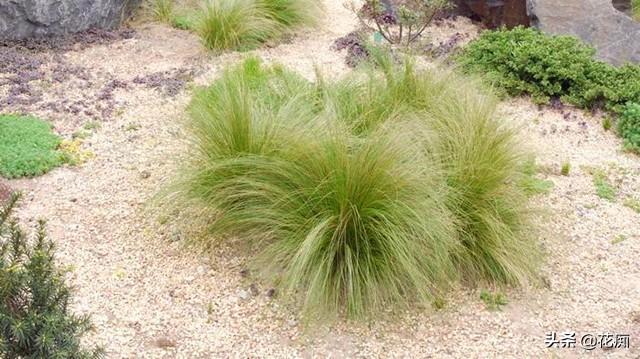 园艺新宠,针茅马尾草,耐热耐寒耐贫瘠,盆栽地栽都合适