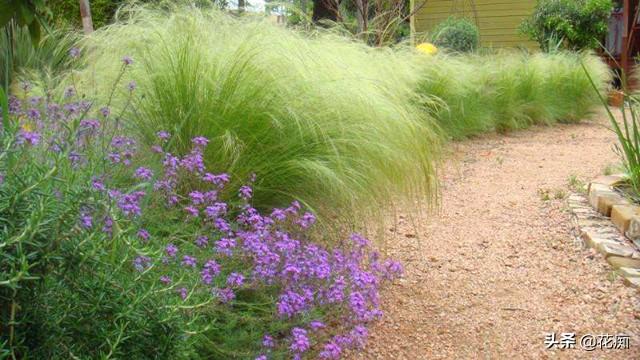 园艺新宠,针茅马尾草,耐热耐寒耐贫瘠,盆栽地栽都合适