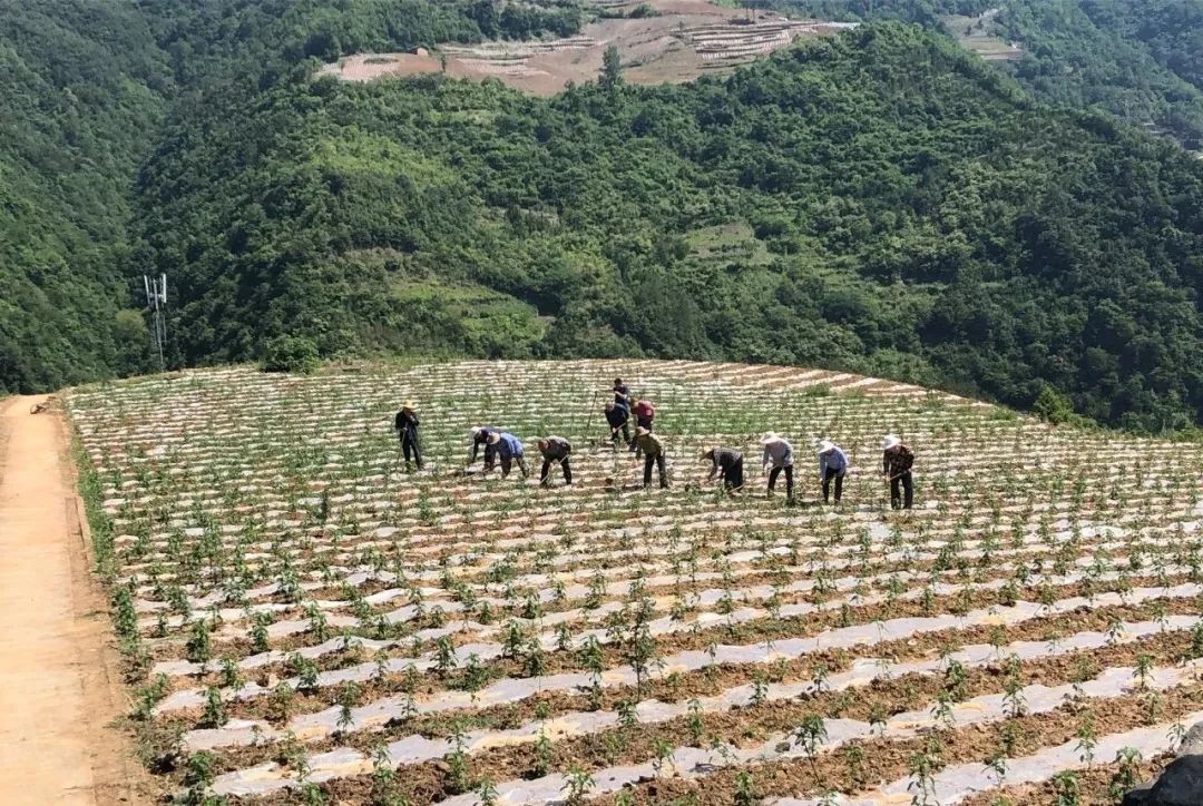 中核集团派驻白河挂职常委副县长任小博同样引入了"辣椒经济"