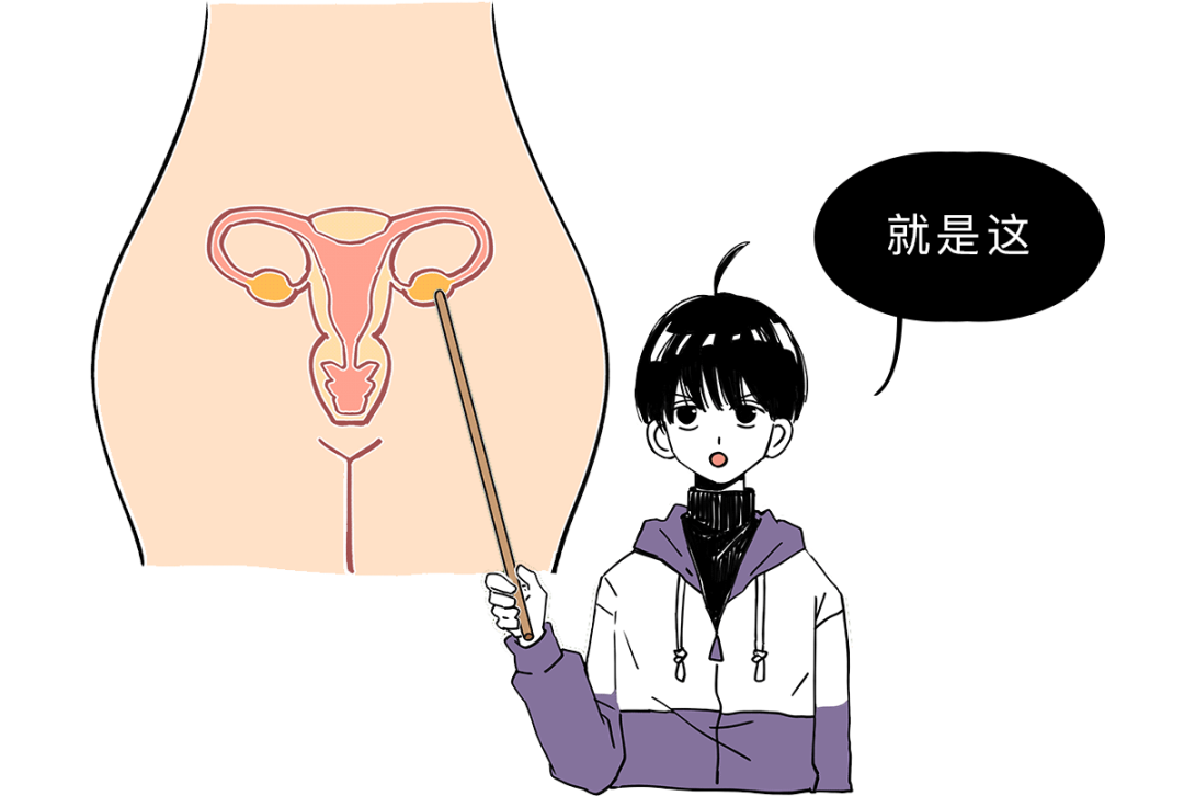 一个叫做卵巢的地方它们刚开始住在是出生就储存好的女生的卵子现用现