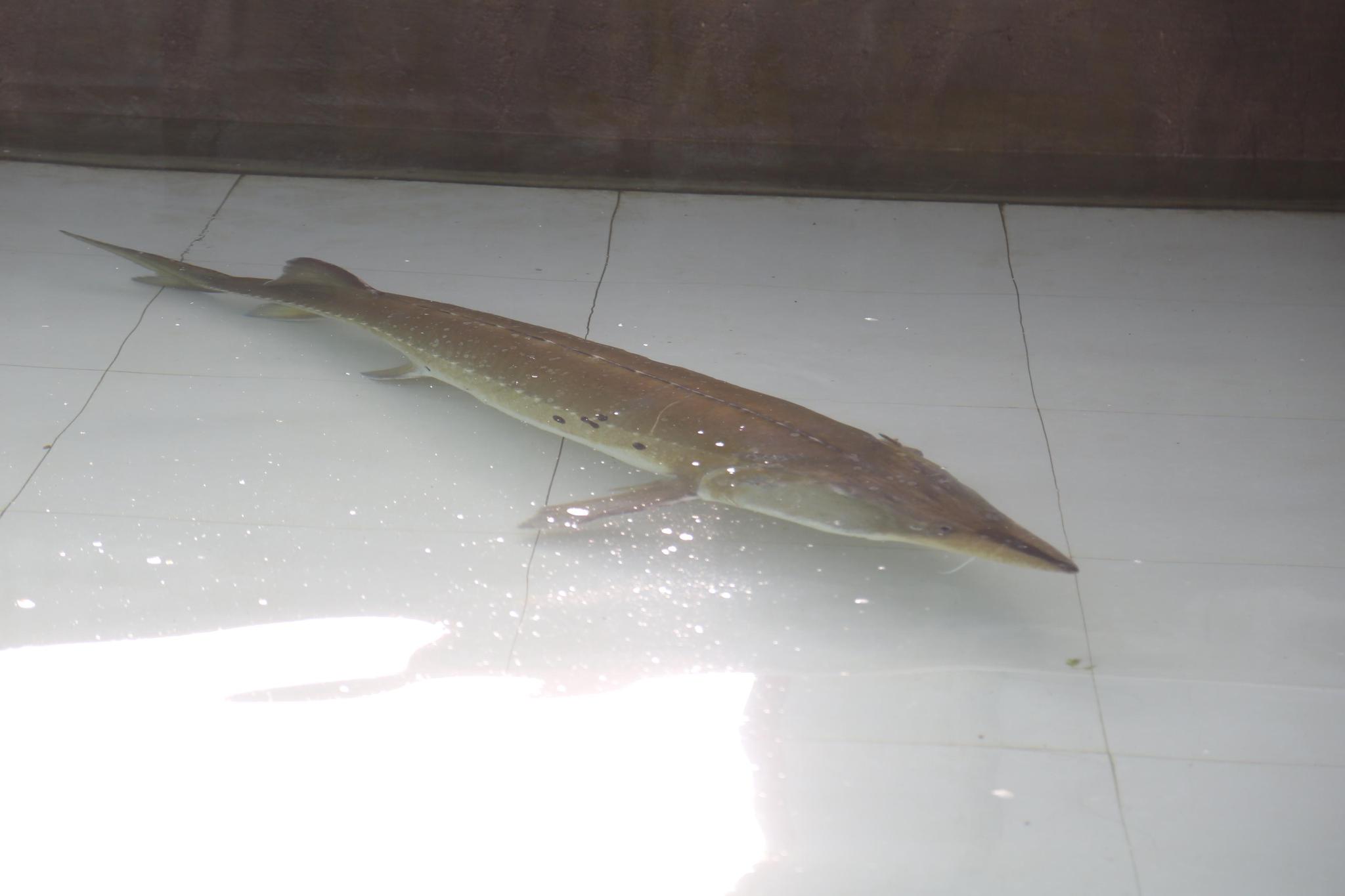 黑龙江黑河:渔民误捕300斤大鳇鱼 人工产卵后将放生|误捕|鳇鱼|达氏鳇