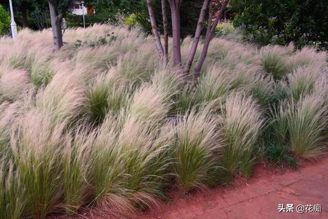 园艺新宠,针茅马尾草,耐热耐寒耐贫瘠,盆栽地栽都合适