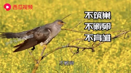 然后再将自己的蛋产到人家的巢穴里杜鹃鸟就会钻到人家的巢里叼走一枚