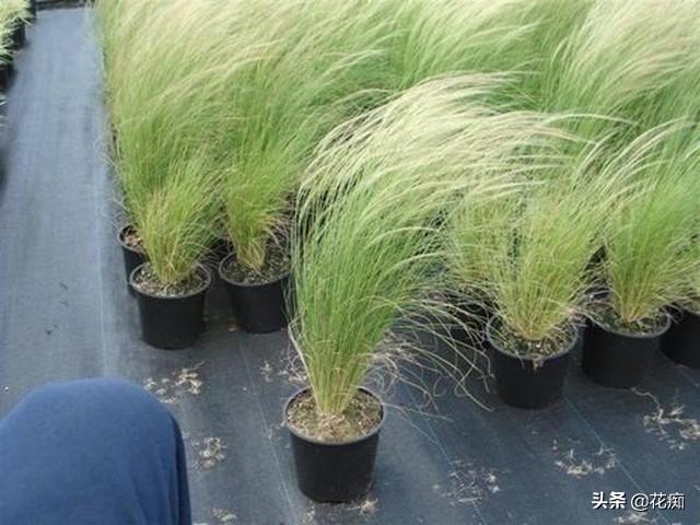 园艺新宠,针茅马尾草,耐热耐寒耐贫瘠,盆栽地栽都合适