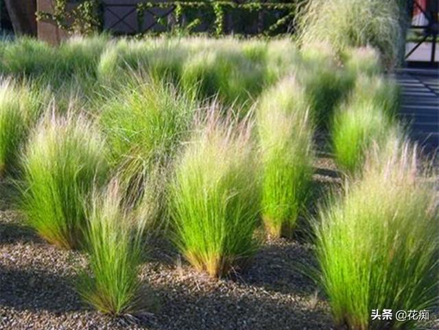 园艺新宠,针茅马尾草,耐热耐寒耐贫瘠,盆栽地栽都合适