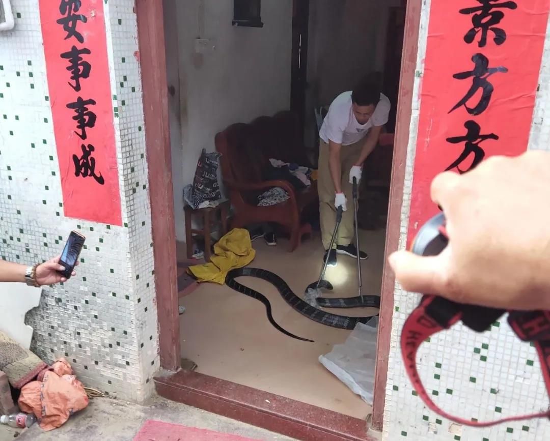 新会罗坑一民居惊现2米长眼镜王蛇